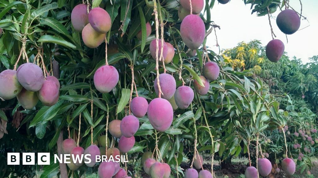 O risco de manga brasileira 'virar lama' com tarifaço de Trump: 'Estou dando e ninguém quer'