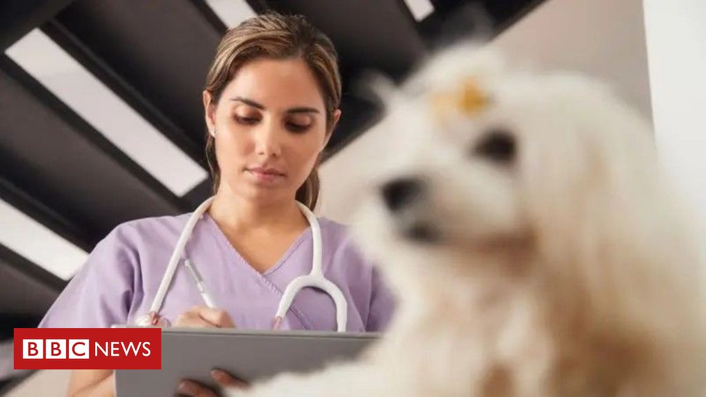 Em áudio | A crise de saúde mental que leva tantos veterinários ao suicídio: 'Acham que somos São Francisco e que tratamos ursinho de pelúcia'