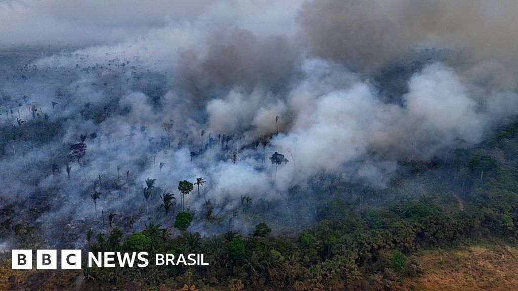 Destruição de florestas tropicais bate recorde com aumento de incêndios