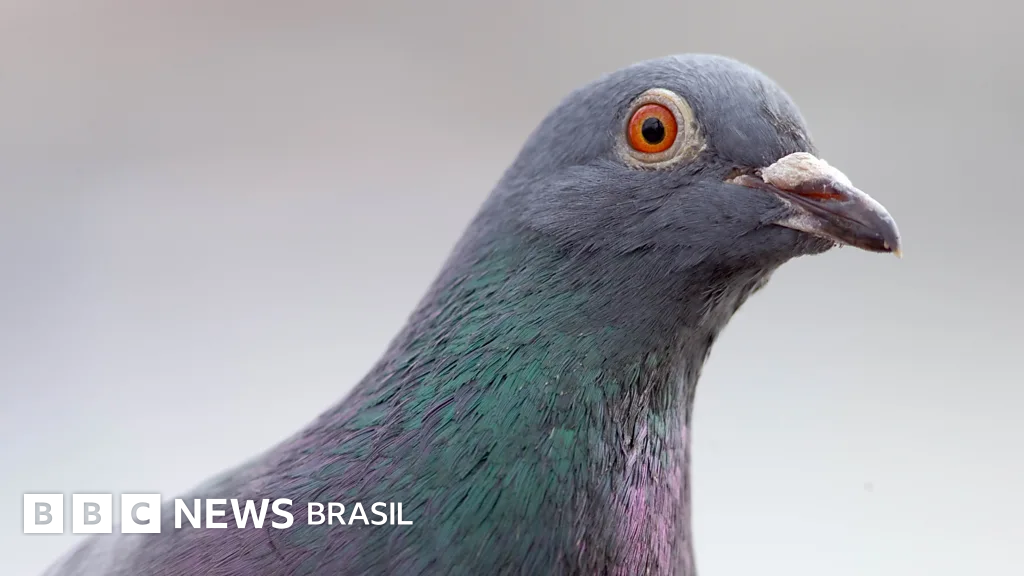 Por que tanta gente odeia pombos?