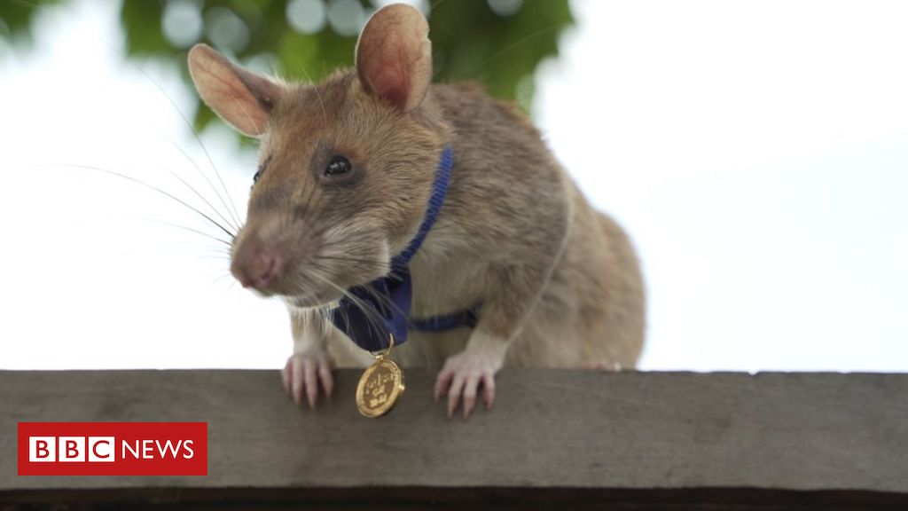 G1 - 'Rato monstruoso' é capturado em propriedade na Inglaterra