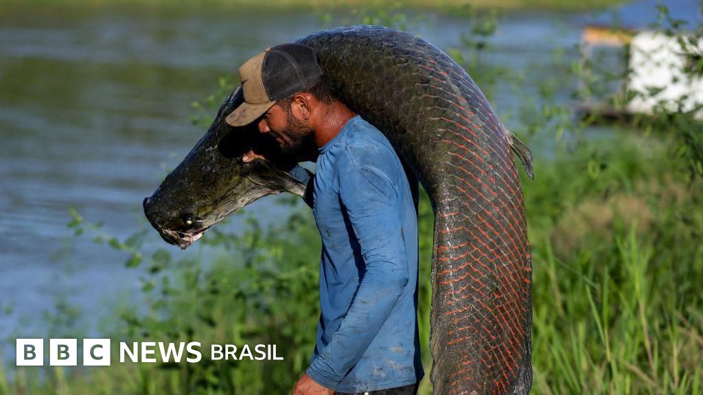 Pele de peixe gigante da Amazônia vira bolsa de luxo, mas ganho não chega a pescadores