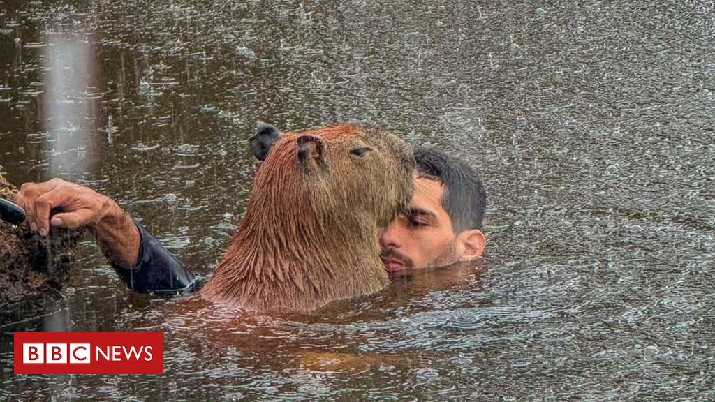 Influencer da capivara Filó continua com o animal, ganhou seguidores e contrato com 'bet'