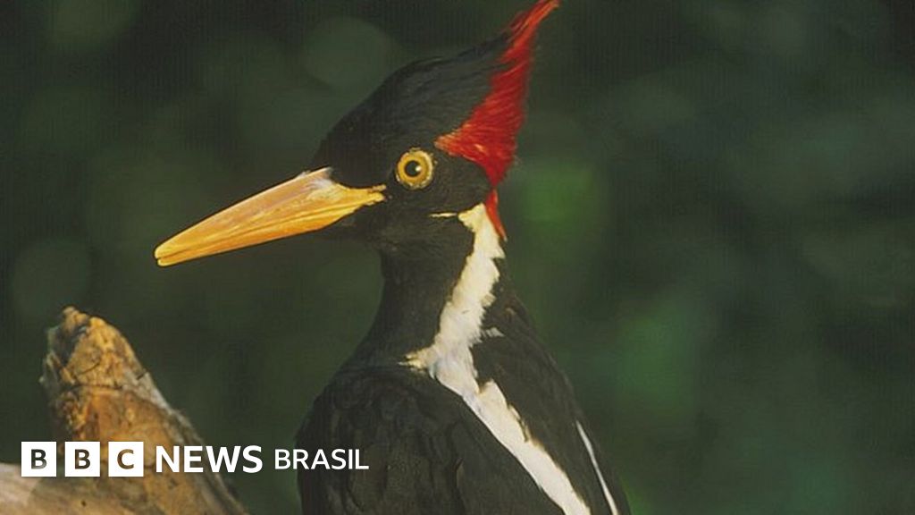 ‘Mudanças ambientais’: EUA declaram extintas 23 espécies