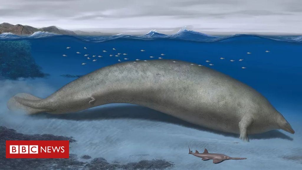 O fóssil encontrado no Peru que pode ter sido do animal 'mais pesado que já existiu'