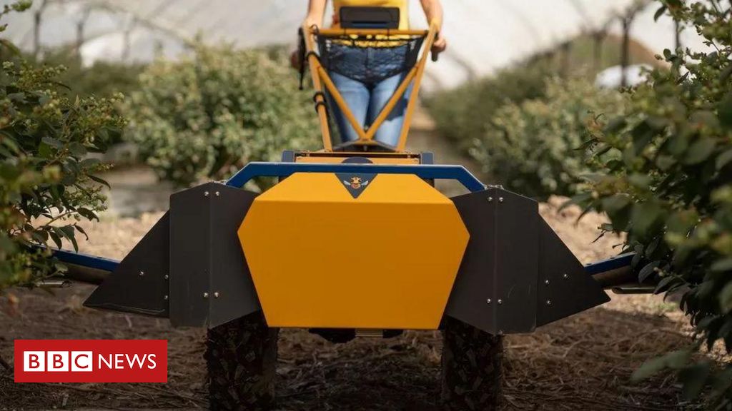 A tecnologia que agricultores estão usando para tentar salvar as abelhas