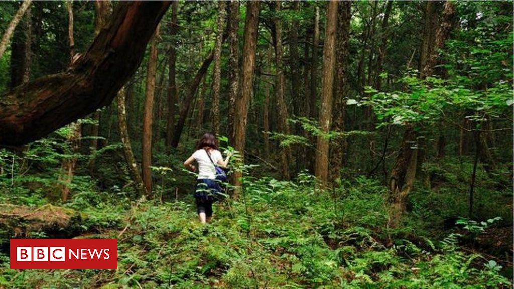 青木ヶ原の様子、YouTubeで論争の中心となっている不気味な日本の「自殺の森」
