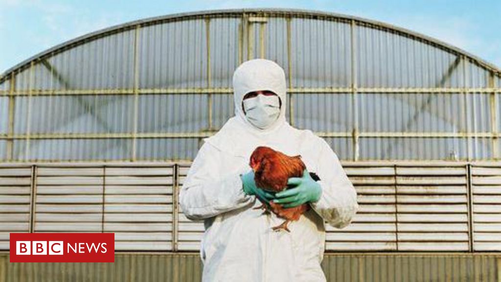 Gripe aviária: quais os sintomas em humanos e o risco de levar à morte