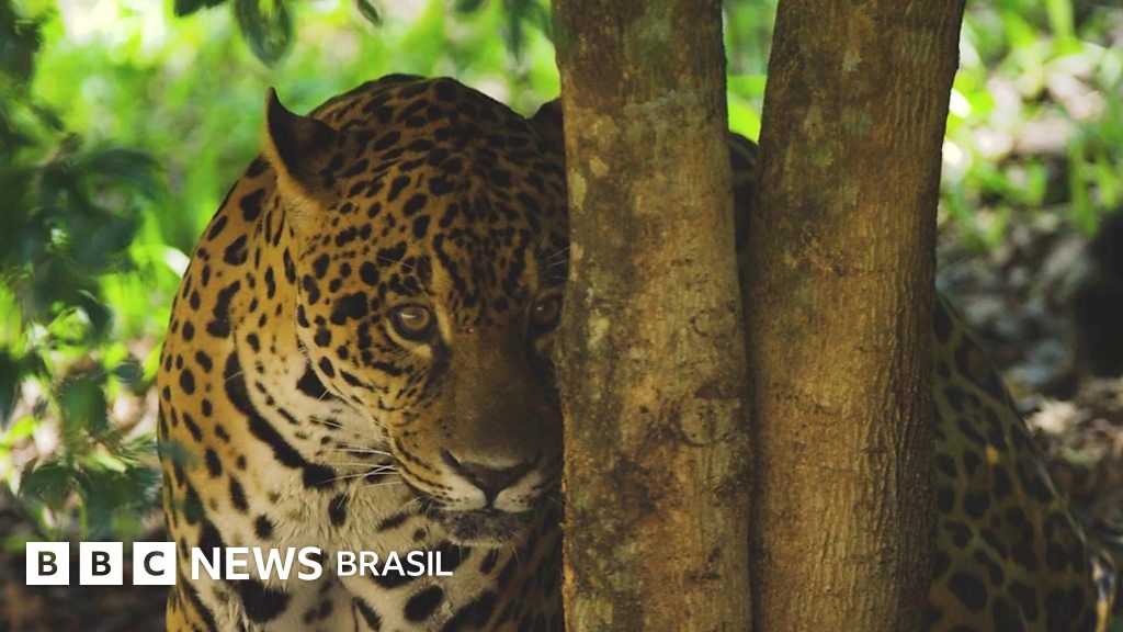 Pantanal: mais seco e menos verde na novela da Globo