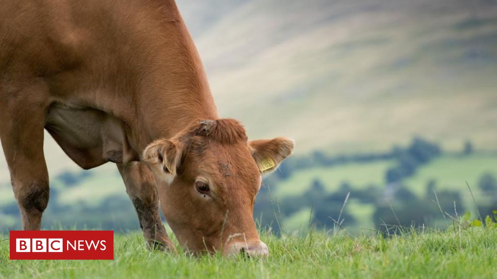 Qual é o nome do marido da vaca?