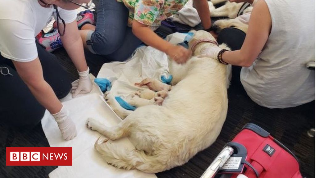 Cachorra dá luz oito filhotes terminal de de aeroporto - BBC News Brasil
