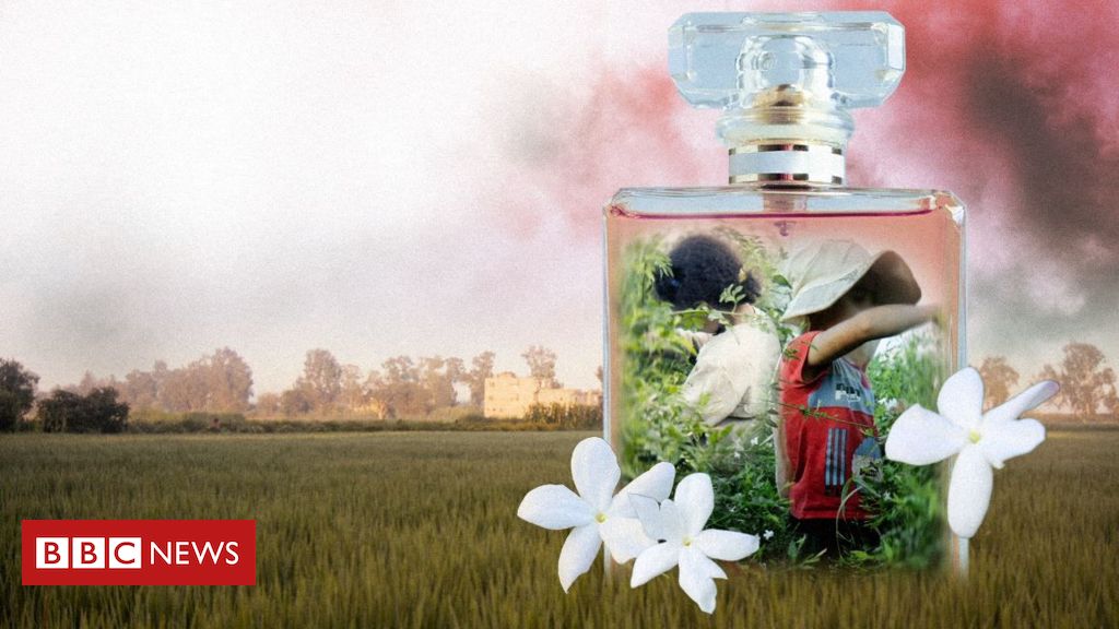 Marcas de perfumes de luxo estão envolvidas com trabalho infantil, revela investigação da BBC