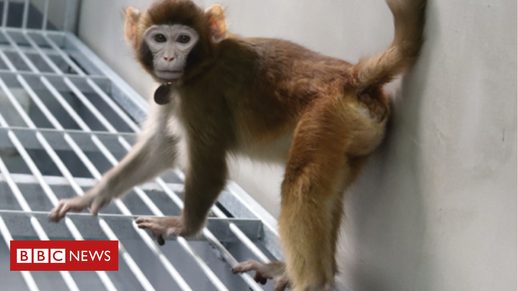 Por que 1ª clonagem de macaco Rhesus por cientistas chineses causou polêmica