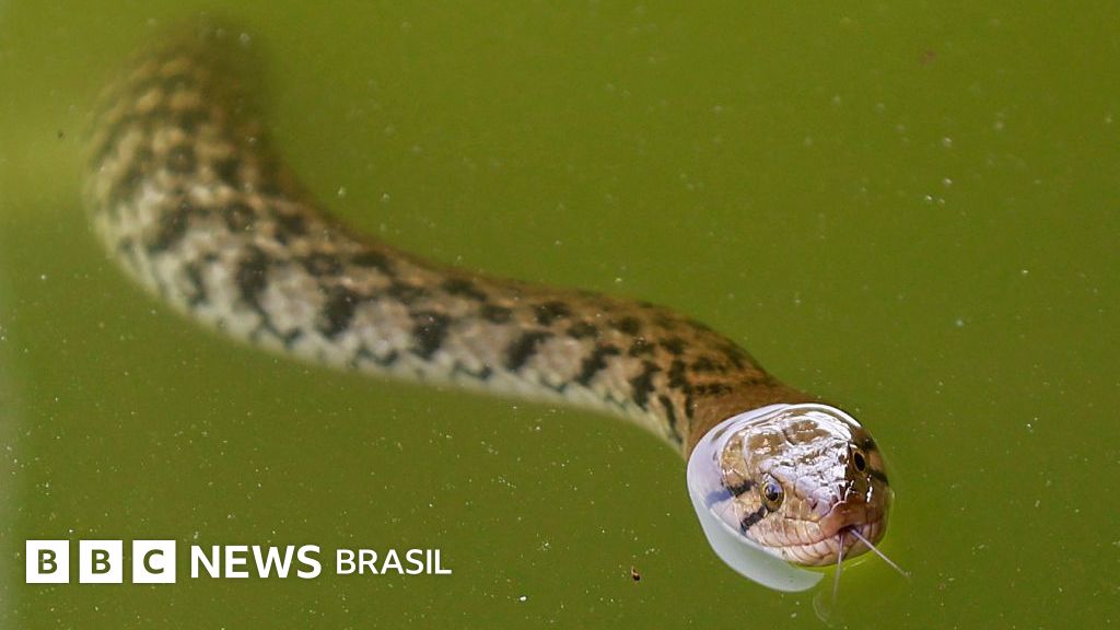 Por que animais 'sem carisma' correm mais risco de extinção