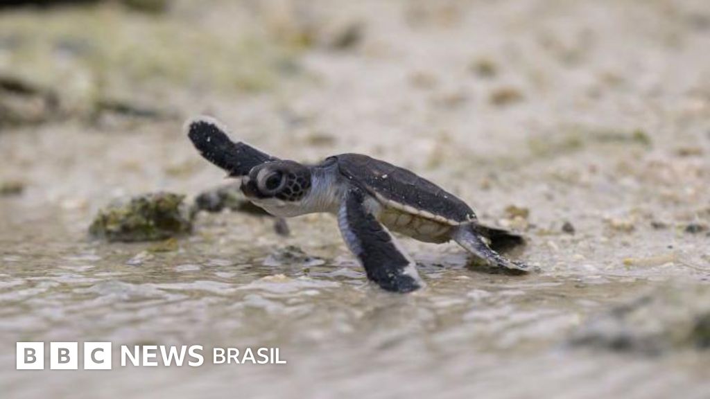 7 vitórias para o clima e a natureza em 2025