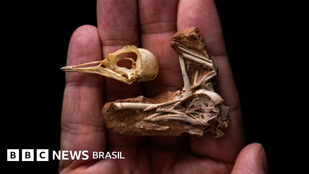 O fóssil achado no Brasil que traz revelações inéditas sobre inteligência dos pássaros