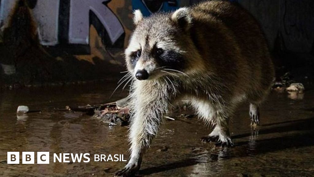 O fotógrafo que registra a vida selvagem na cidade