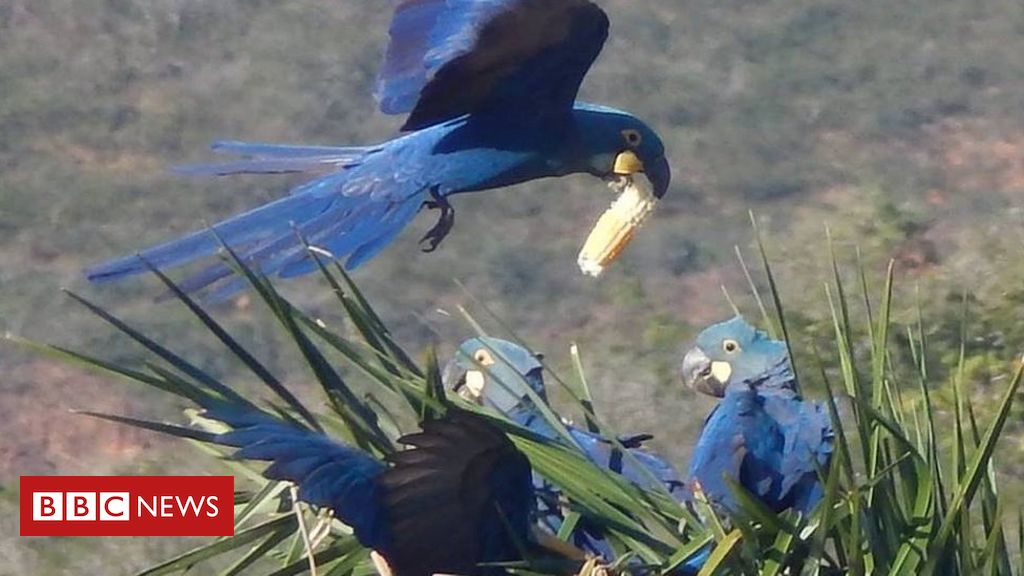 O projeto que tenta resolver 'briga' entre agricultores e arara