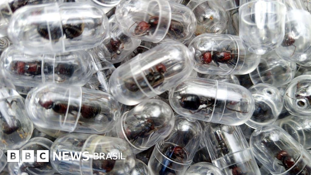 Uma formiga por mais de R$ 1 mil: a nova fronteira do tráfico de vida selvagem