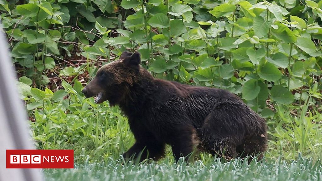 Com grande aumento de ataques de ursos, Japão quer facilitar caça e abate de animais