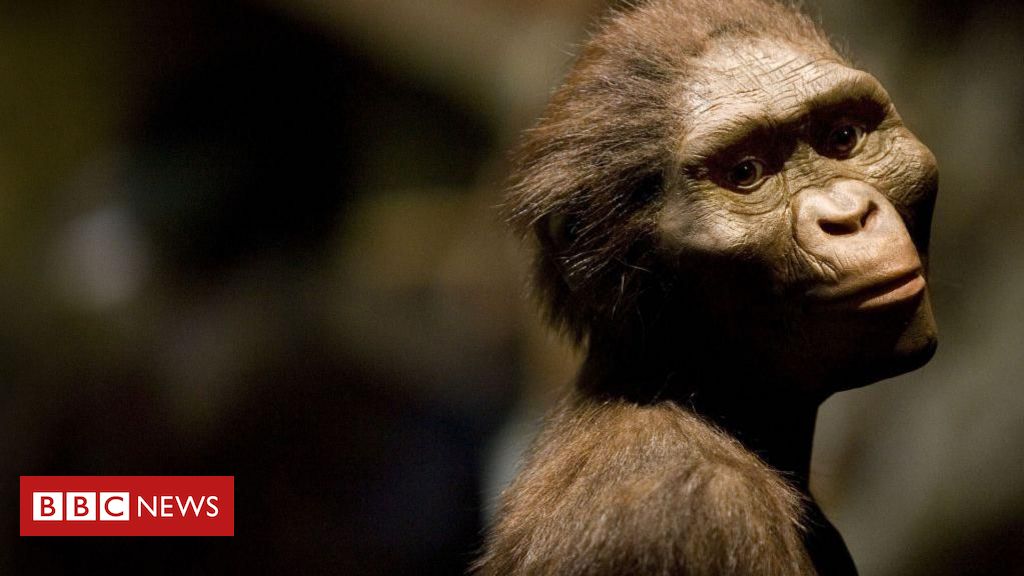 Como era Lucy, o fóssil descoberto há 50 anos que reescreveu a história da evolução humana