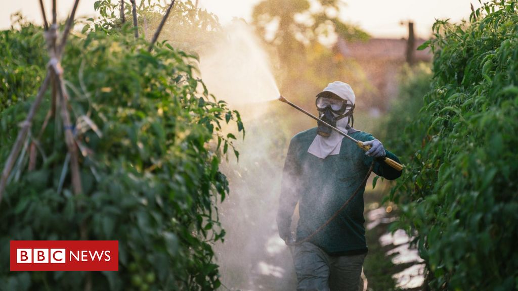 'As pessoas preferem não saber o que tem no alface, tomate ou morango, porque, se soubessem, não comeriam'