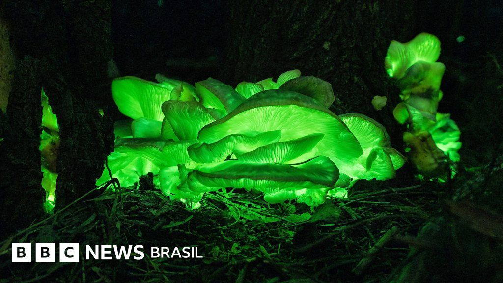 A floresta 'mágica' que brilha no escuro na Austrália