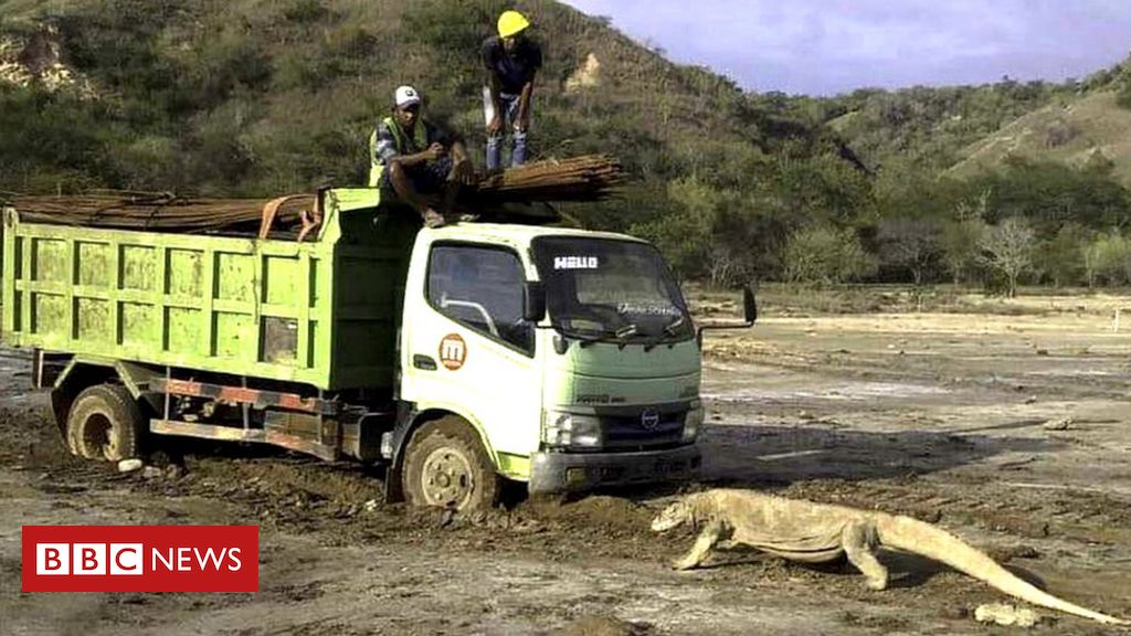 Dinossauros da América do Sul: o gigante com crista de espinhos descoberto  na Argentina - BBC News Brasil