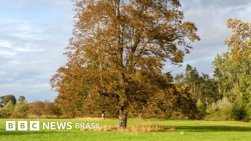 A busca pelas ‘árvores da Lua’ que cresceram a partir de sementes que viajaram para o espaço
