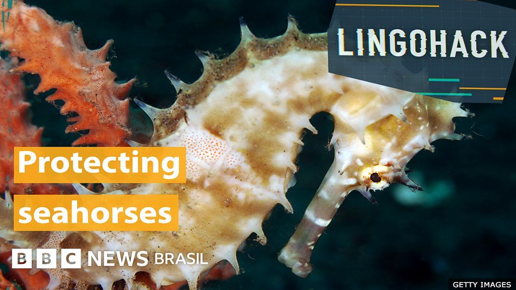 As âncoras ‘elásticas’ criadas para preservar cavalos-marinhos
