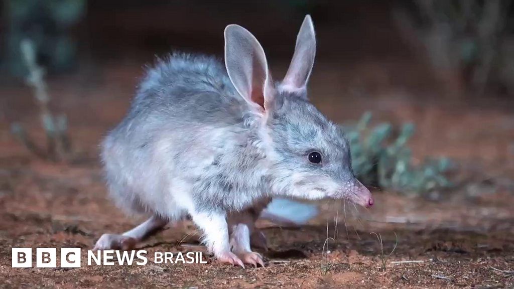 Bilby, o estranho animal com 'orelha de coelho' de volta à natureza após quase desaparecer BBC Bilby, o estranho animal com 'orelha de coelho' de volta à natureza após quase desaparecer BBC
