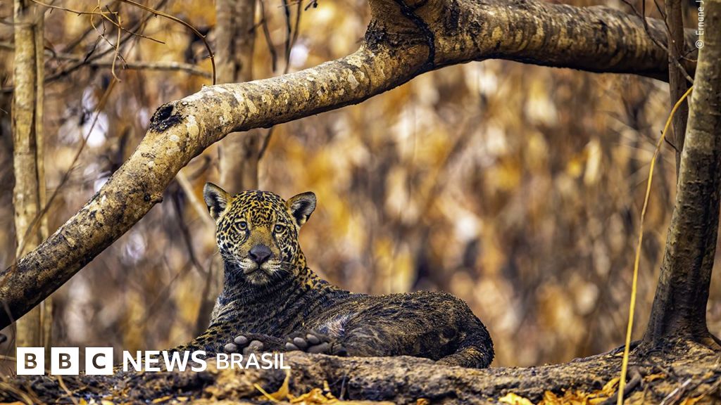 Foto de onça coberta de cinzas no Pantanal disputa prêmio internacional; veja 25 finalistas