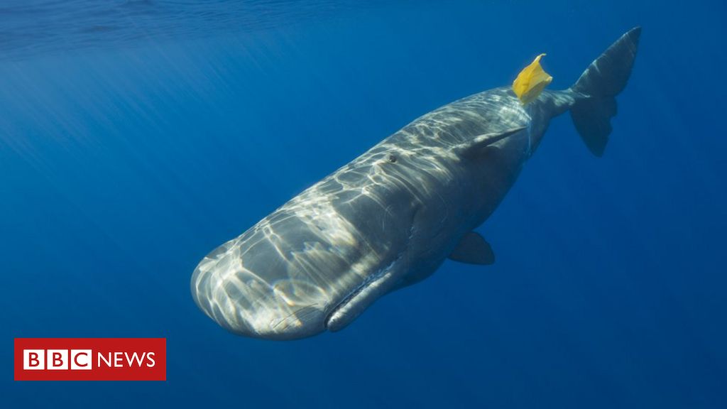 Figuras de animais na água com efeito de fogo ou água figura de