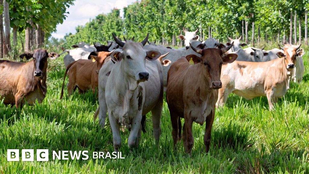 As 'supervacas' que fizeram do Brasil o maior exportador de carne do mundo
