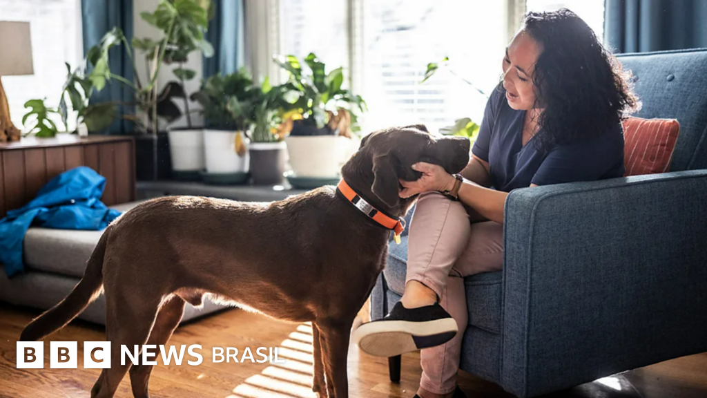 Como viajar de graça pelo mundo como babá de pet