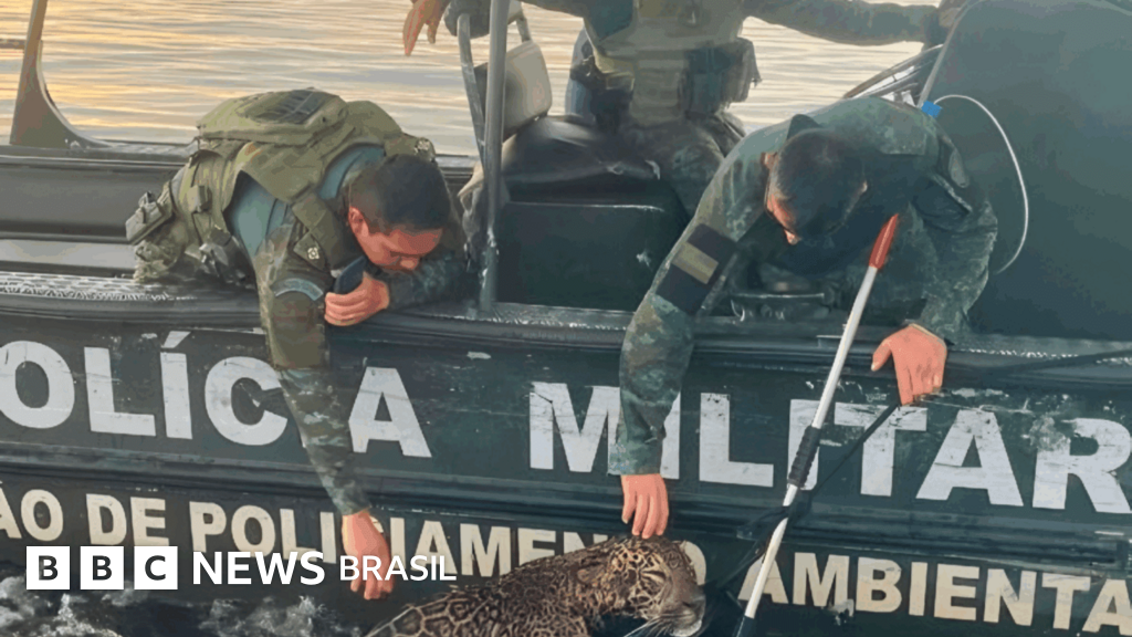 A história da onça resgatada em rio após ser baleada no Amazonas