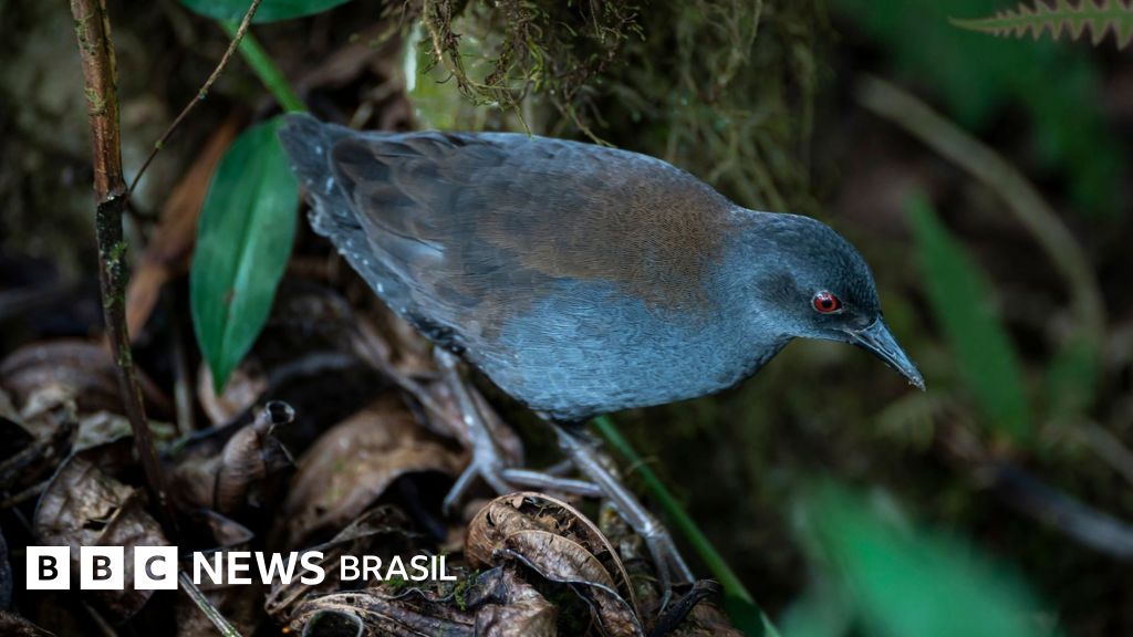 O misterioso retorno das 'aves perdidas' a Galápagos