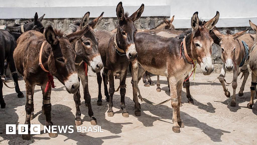 Jumento brasileiro pode entrar em extinção até 2030 com abate para exportação para China, alerta pesquisador