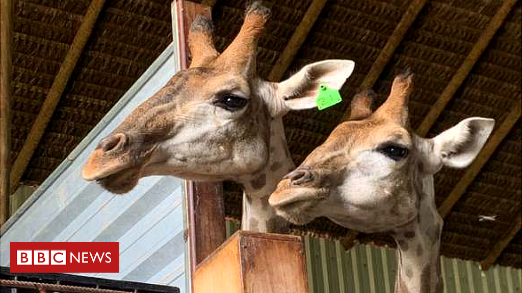 Mortes de girafas no Rio estão ligadas a 'maior caso de tráfico de