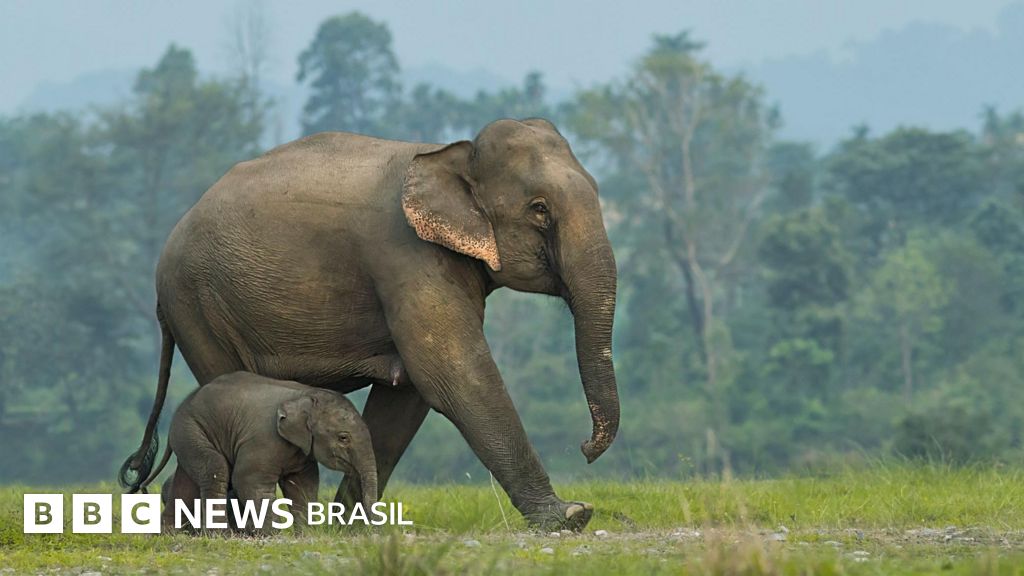 Os surpreendentes rituais de enterros de crias mortas por elefantes observado pela 1ª vez por cientistas