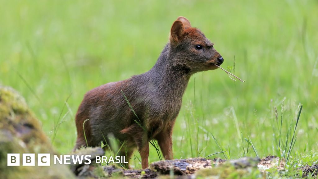 O menor veado do mundo, ameaçado por ser tão pequeno