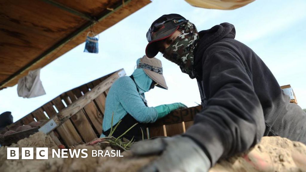 Custo do 'sonho americano': a morte de imigrantes por condições extremas de trabalho nos EUA
