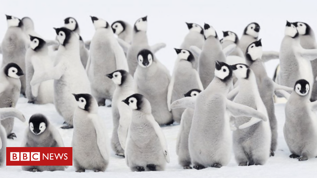 A morte chocante de milhares de bebês pinguins por gelo derretido na Antártida