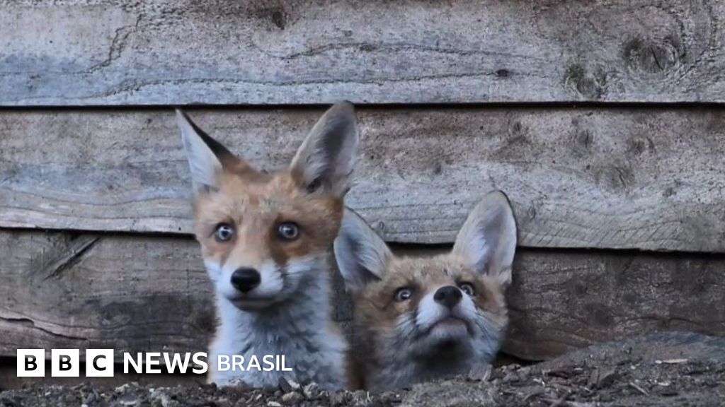 A 'vida secreta' das raposas em Londres que rendeu prêmio a fotógrafo