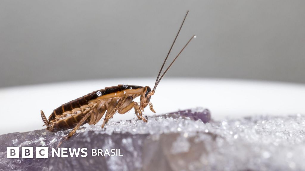 Como as baratas-alemãs ou 'baratinhas' se espalharam pelo mundo