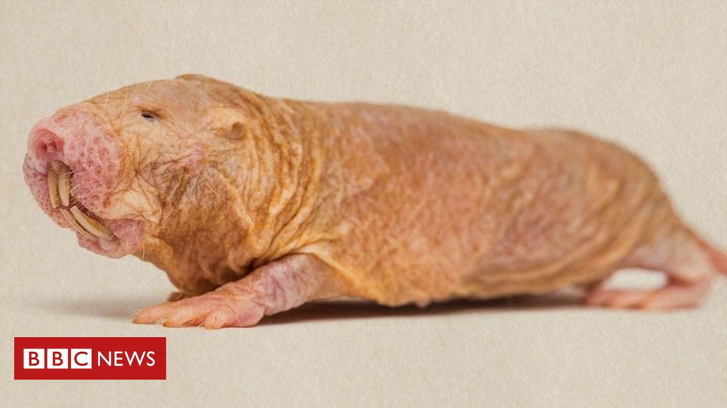 C ncer o mam fero que n o envelhece e pode ser chave para tratamento