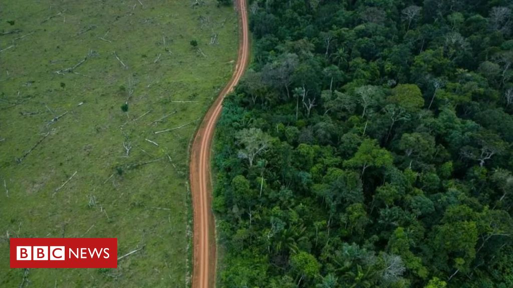 Como Brasil e Colômbia lideraram 'redução drástica' em desmatamento em 2023