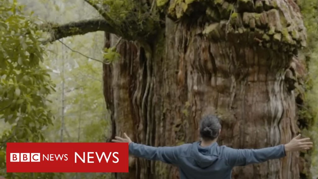 A árvore De 5 Mil Anos Na Patagônia Que Traz Pistas Sobre Clima Da