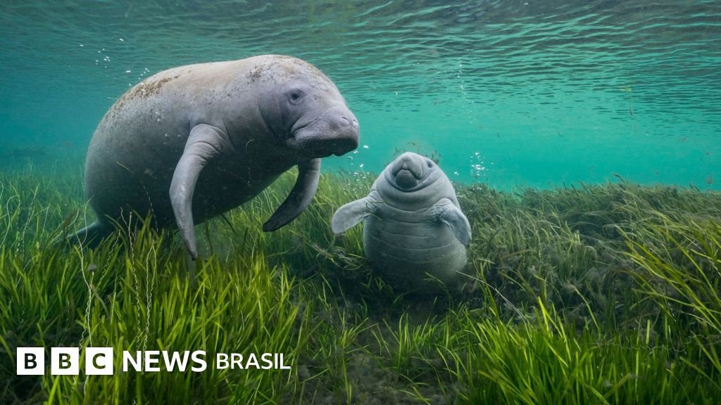 As incríveis fotos de animais selvagens selecionadas em prêmio internacional
