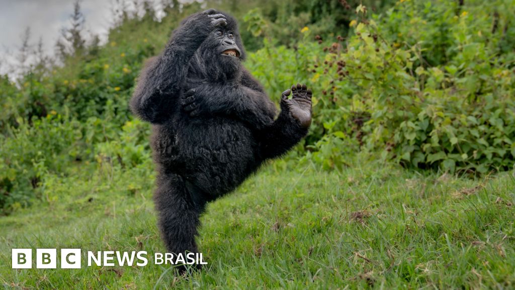 Comédia da vida selvagem: os ganhadores do prêmio com as fotos de animais mais divertidas de 2025